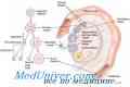 Механизми и одложувања продолжување на мејозата во ооцитот
