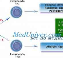 Алергени. T помагач тип 2 (Т H2) во алергиски реакции