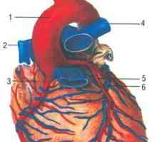 Анатомија на артериите на срцето