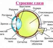 Анатомија на човечкото око: Структура
