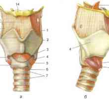 Анатомија на ларинксот