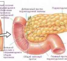 Анатомија и физиологија на човекот црево