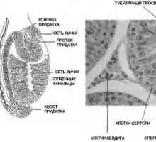 Анатомија и физиологија на машкиот репродуктивен систем