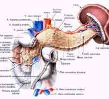 Анатомија и физиологија на панкреасот