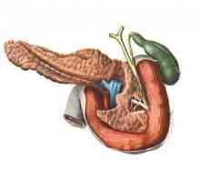 Анатомија и физиологија на панкреасот