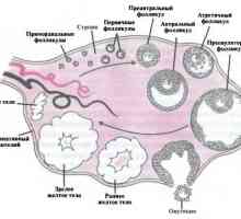 Анатомија и физиологија на женскиот репродуктивен референтен систем