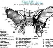 Анатомија: sphenoid