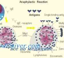 Антиген-презентирачка функција на дендритски клетки од страна на имуномодулатори. Ефект на…