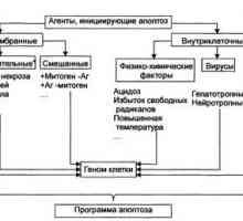 Механизми на апоптоза и неговото уредување