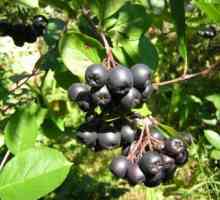 Аронија chokeberry, заштита, одгледување, градинарски, садење