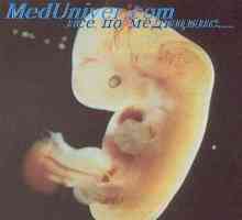 Артериите на ембрионот. Формирање и развој на ембрионски артерии