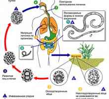 Човечки паразити roundworm (хелминти, црви), аскаријаза болест кај возрасни