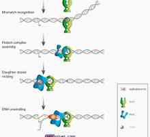 Семејство протеини mutl, muts и Cdk во развојот на ооцит. мутации