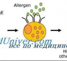 Разговор (анамнеза) за алергии кај детето. Идентификација на алергени