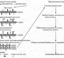 Биосинтезата на колаген. На размена на бакар (Cu)
