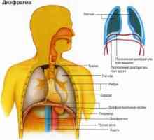 Дијафрагма болест: diafragmatit, клонични грчеви на дијафрагмата (hiccups), парализа на…