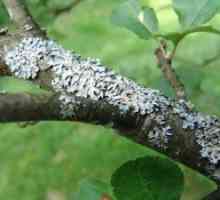 Болести на стебла и гранки од овошни дрвја и нивната превенција