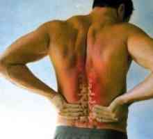 Болки во грбот со болката во пределот на рамото