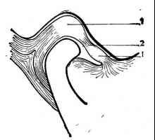 Болката на temporomandibular заеднички. Нормалната анатомија и функцијата на зглобната диск