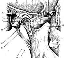 Болката на temporomandibular заеднички. Нормалната анатомија и функција