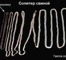 Цестоди лента црви (хелминти) кај луѓето, симптоми и третман