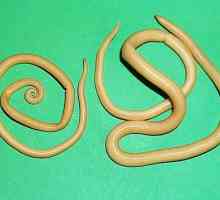 Ascaris lumbricoides напишете круг паразитски црви