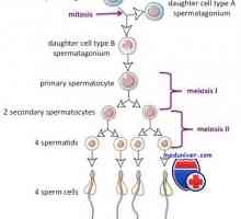 Сперматогенезата циклус. Колку време е зрела сперма?