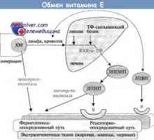Физиологија на метаболизмот на витамин Е и неговите ефекти