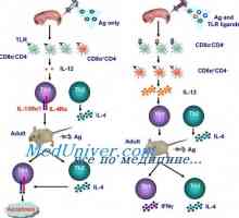 Акција имуномодулатори активирање на дендритски клетки. Созревање на дендритични клетки