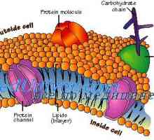 Мембрана на клетката. Во структурата на клеточната мембрана