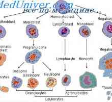 Диференцијација на матични клетки. Диференцијација на гранулоцитни клетки