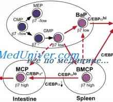 На диференцијација на Т и Б клетки. Цитокините предизвикаат диференцијација на клетките на Th1 тип…