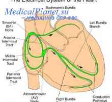 Дистрибуција на срцевата контракција. срцето пејсмејкер