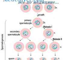 Регулирање на сперматогенезата. созревање на сперматозоидите