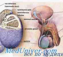 Сперма движење на машкиот генитален тракт. созревање на сперматозоидите