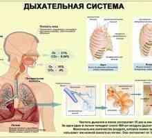 Респираторниот систем на човекот: органи, болест, функција, структура