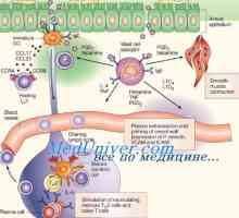 Фагоцитните активност на дендритски клетки. Имунофенотипот на дендритични клетки