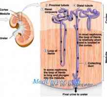 Физиологија на имплантација на ембрионот. Промени во текот на имплантација на ембрионот
