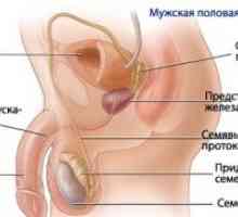 Физиологијата на машкиот репродуктивен систем