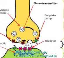 Физиологијата на нервните синапси. анатомија на синапсите