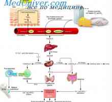 Физиологија на витамин Д. Ефектите и улога на витамин Д