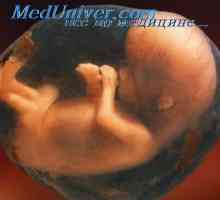 Формирање на градната коска на ембрионот. Скелетот на фетусот екстремитети