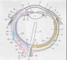 Формирањето и структурата на окото и рожницата