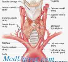 Формирање (ембриологија) на тироидната жлезда и нејзината анатомија