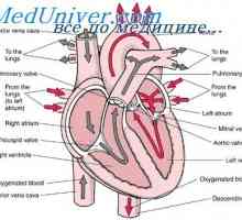 Формирање на феталното срце вентили. Развојот на ембрионот на перикардот