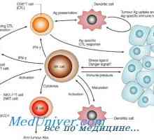 Формирање NK-фетална имуните клетки. Т-лимфоцити функција на имунитетот