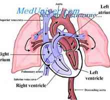 Протокот на крвта во белите дробови за време на вежбање. Белодробна протокот на крв во срцето