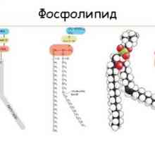 Фосфолипиди: состав, структура, функција