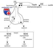 Пролактин функција. Синтеза и анализа