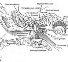 Функционална анатомија на надворешниот, средно и внатрешно уво
